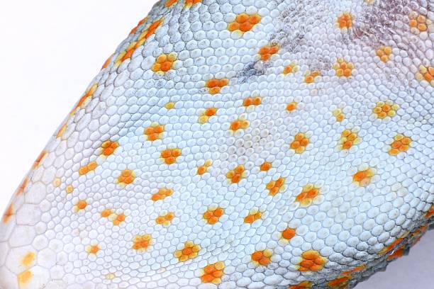 Closed up Gecko's Stomach.