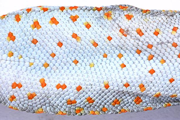 Closed up Gecko's Stomach.