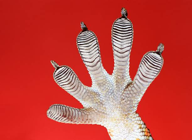 istock Gecko sticky feet - red background. 2216183821
