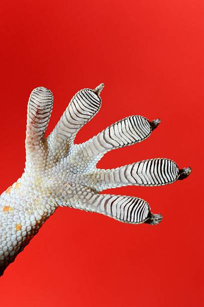 istock Gecko sticky feet - red background. 2216183822