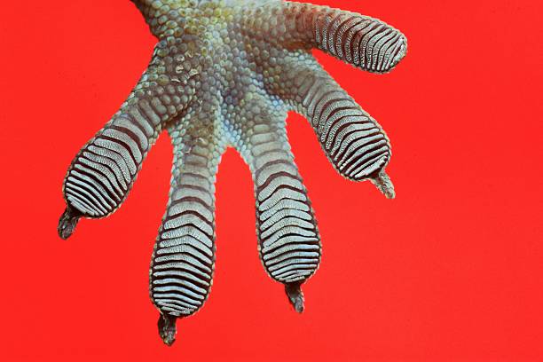 istock Gecko sticky feet - red background. 2216183823