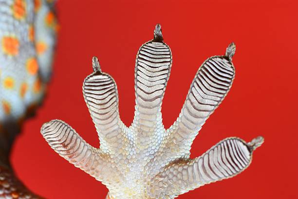 istock Gecko sticky feet - red background. 2216183827