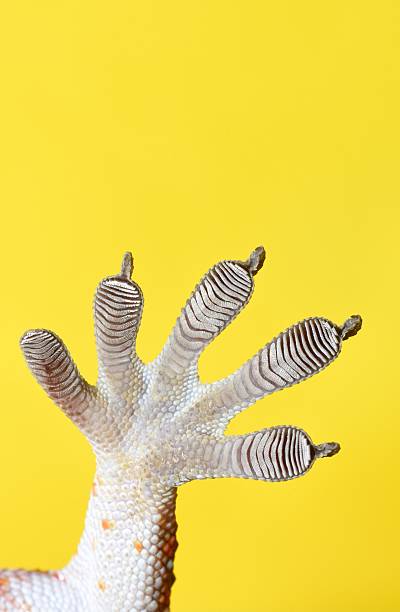istock Gecko Sticky Feet - yellow background. 2216184064