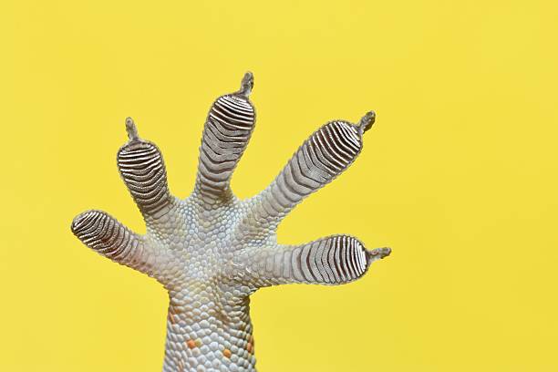 istock Gecko Sticky Feet - yellow background. 2216184065