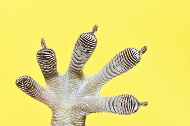 istock Gecko Sticky Feet - yellow background. 2216184067