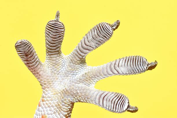 istock Gecko Sticky Feet - yellow background. 2216184076