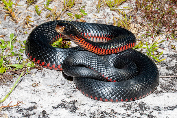 istock Red-bellied Black Snake 2216184150