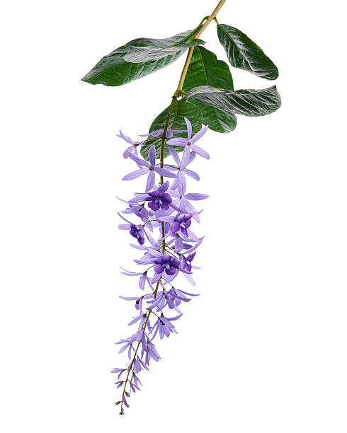istock Violet Sandpaper Vine, Petrea Vine isolated on white background, with clipping path 2216184483
