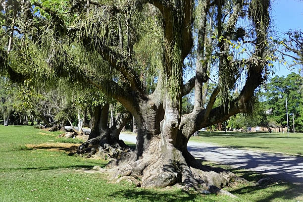 Trees full of Cactaceae in the city park on a sunny day