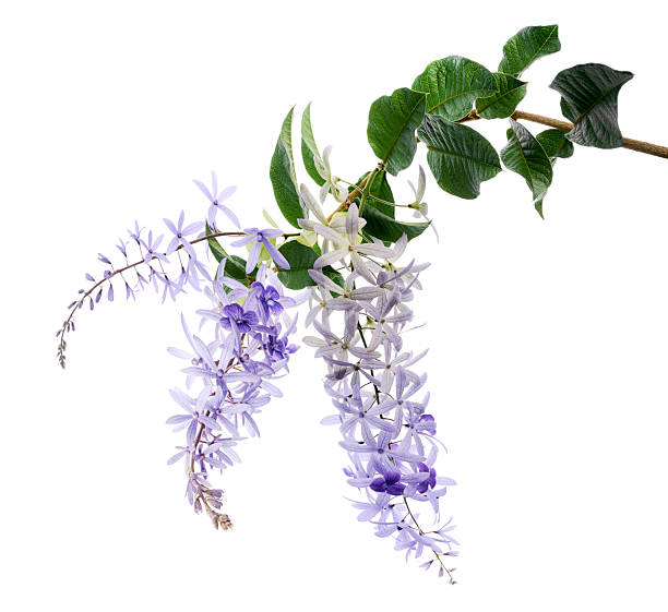 istock Violet Sandpaper Vine, Petrea Vine isolated on white background, with clipping path 2216184609