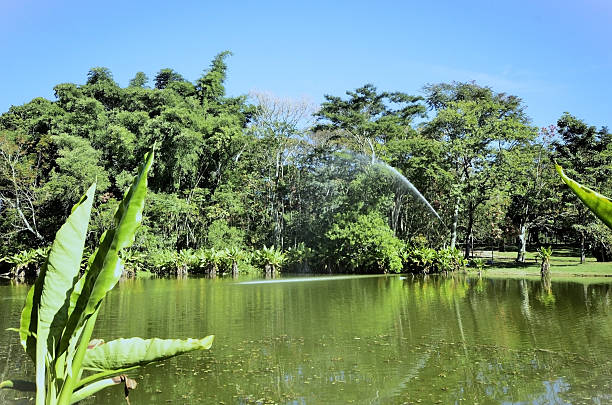 Water fountain on the lake in the park.
