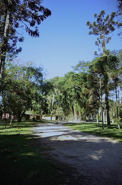 The variety of vegetation, trees and plants in the Roberto Burle Marx city park in São José dos Campos on a sunny day