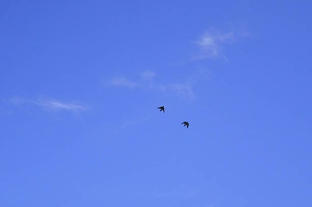 Two pigeons (Columba livia) flying in the blue sky on a sunny day