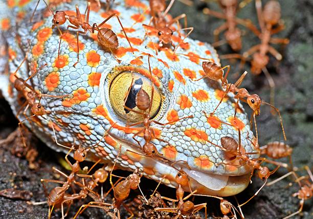 Ants on Gecko head - animal behavior.