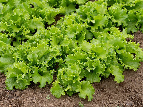 istock Cultivation of leaf lettuce 2216187509