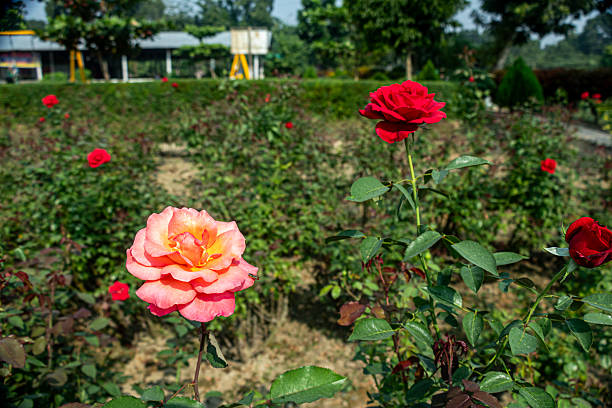 istock A rose garden is a beautifully curated space dedicated 2216188830