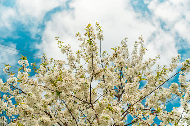 A blooming spring tree with flowers on a blue sky background with a place for text, natural background
