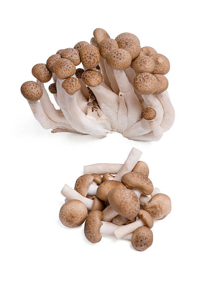 istock Top view fresh shimeji black mushrooms (Hypsizygus tessellatus) on white background. 2216189678