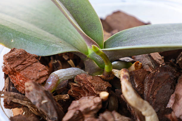 istock A young orchid sprout pushes through the bark substrate, demonstrating the plant's vitality. Healthy roots and green leaves indicate proper care. This delicate beauty will be a wonderful decoration for any interior 2216189732