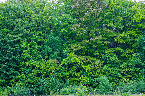 A dense forest with green trees creating a thick canopy. The natural landscape is filled with diverse vegetation and shades of green. The forest massif looks calm and picturesque.