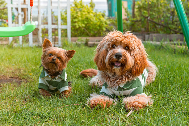 Curly brown dog of the breed Labradoodle or Cavapoo and a Yorkshire terrier sit on the grass dressed in a striped suit with a collar.