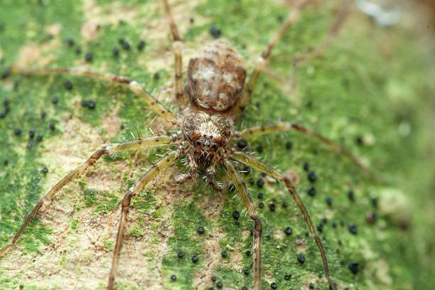 istock Close-up of an Episinus comb-footed spider on tree bark 2216189997