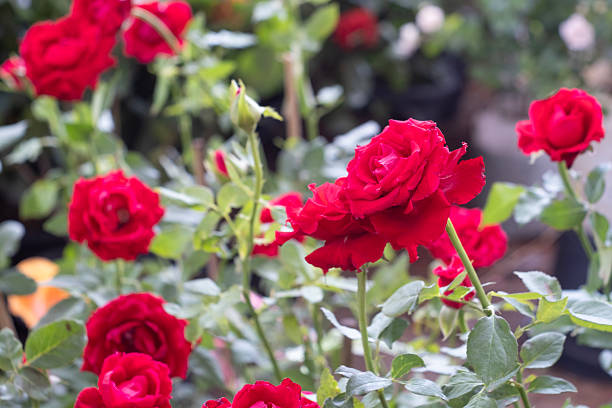 istock Rose bush with flowering red roses on background. 2216190076