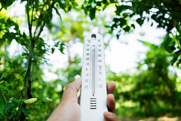istock Measuring temperature in nature outdoor environment thermometer image lush greenery close-up view climate awareness 2216190907