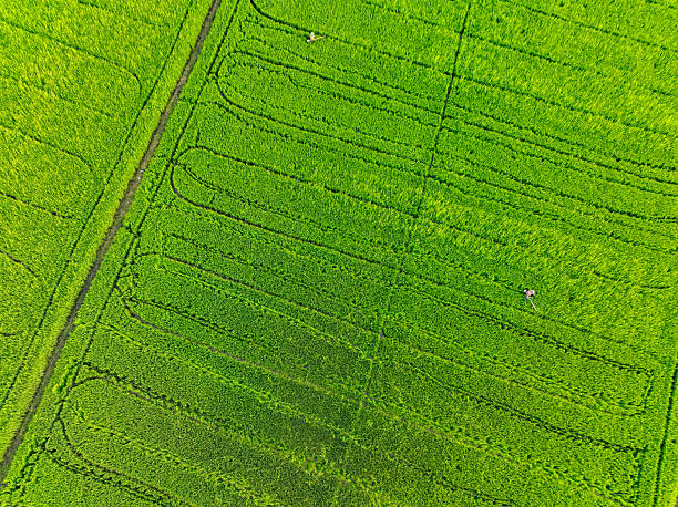 istock Aerial view of green rice fields with farming patterns. Climate change impact, sustainable agriculture practices, and methane emission concerns. Carbon concerns and climate resilience in rice field. 2216193174