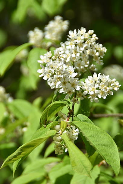 istock Lovely Bird Cherry Flowers 2216193875