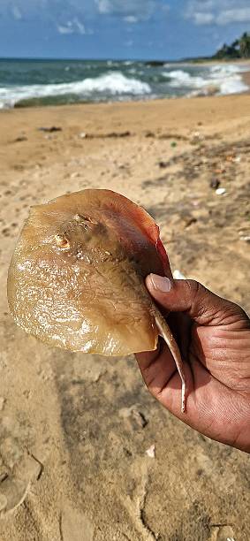 istock on beach - Indian ocean - small ray 2216194066