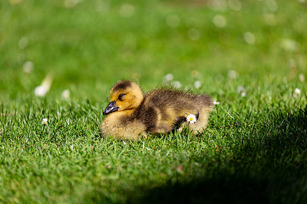 istock Canadian gosling on grass field 2216194641