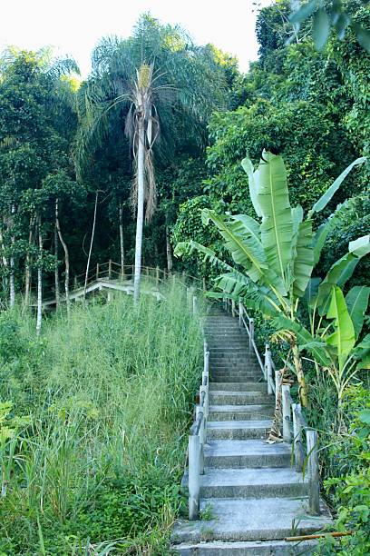 istock Stone staircase amidst tropical greenery 2216195832