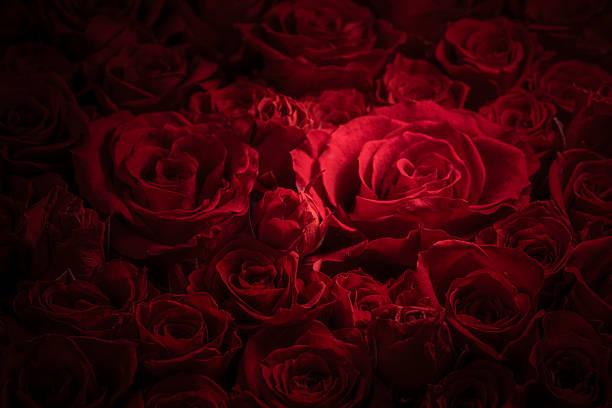 istock Beautiful Background with Spreading Passionate Red Roses 2216197472