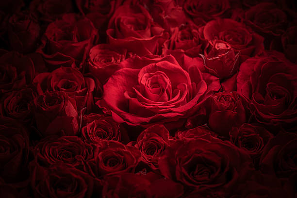 istock Beautiful Background with Spreading Passionate Red Roses 2216197481