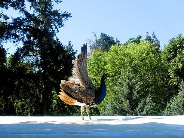 A peacock with fanned tail stands on a white surface in a lush green park under a clear blue sky.