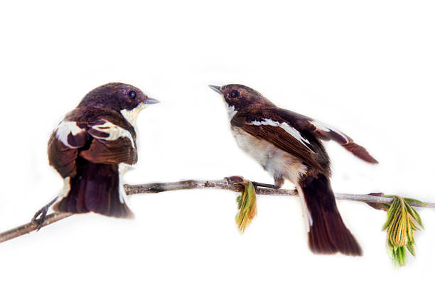 istock Two pretty birds on beautiful spring twig 2216198249