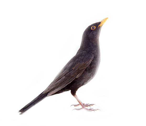 istock Blackbird (Turdus merula), male 2216198297