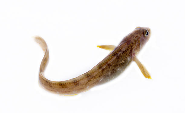 istock very attractive animal in different poses 2216198355