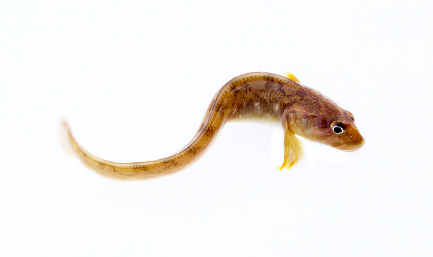 istock very attractive animal in different poses 2216198357
