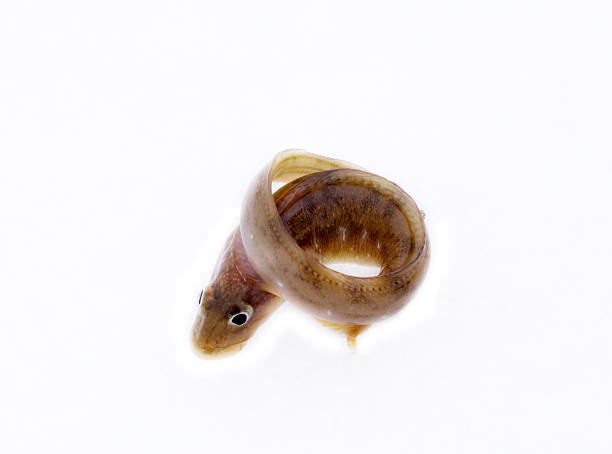 istock very attractive animal in different poses 2216198360