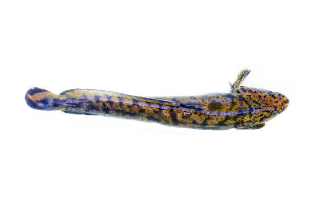 istock Camouflaged freshwater fish burbot (Lota lota) isolated on white 2216198373