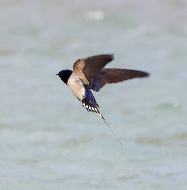 istock A swallow bird flies over the water. 2216198427