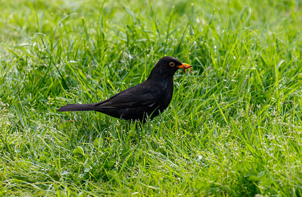 istock A black bird is standing in a field of grass 2216198502