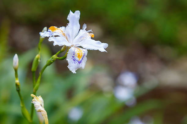 Blue Iris flower with water drop in close up