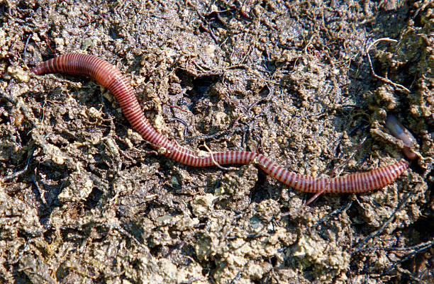 istock A long, thin, red and white striped worm is crawling on the ground 2216199059