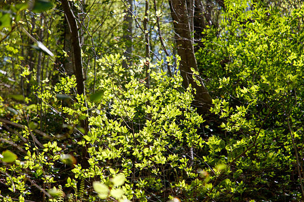 A lush green forest with sunlight streaming through the trees, creating a serene and peaceful atmosphere. The leaves on the trees are bright and vibrant, and the sun is shining brightly