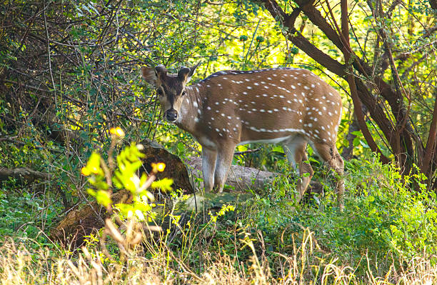 istock A deer is standing in a field of grass and leaves 2216199317
