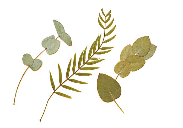 istock Pressed and dried leaves isolated on white background. 2216199906