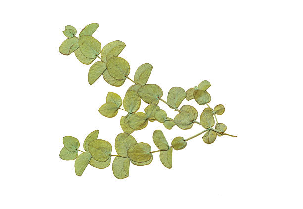 istock Pressed and dried leaves isolated on white background. 2216199916